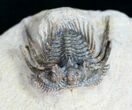 Spiny Leonaspis Trilobite #9565-4